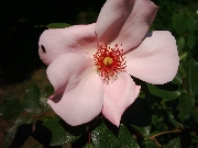 Rosen von Weihrauch - Petit Papillon